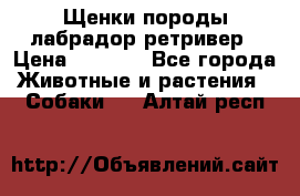 Щенки породы лабрадор ретривер › Цена ­ 8 000 - Все города Животные и растения » Собаки   . Алтай респ.